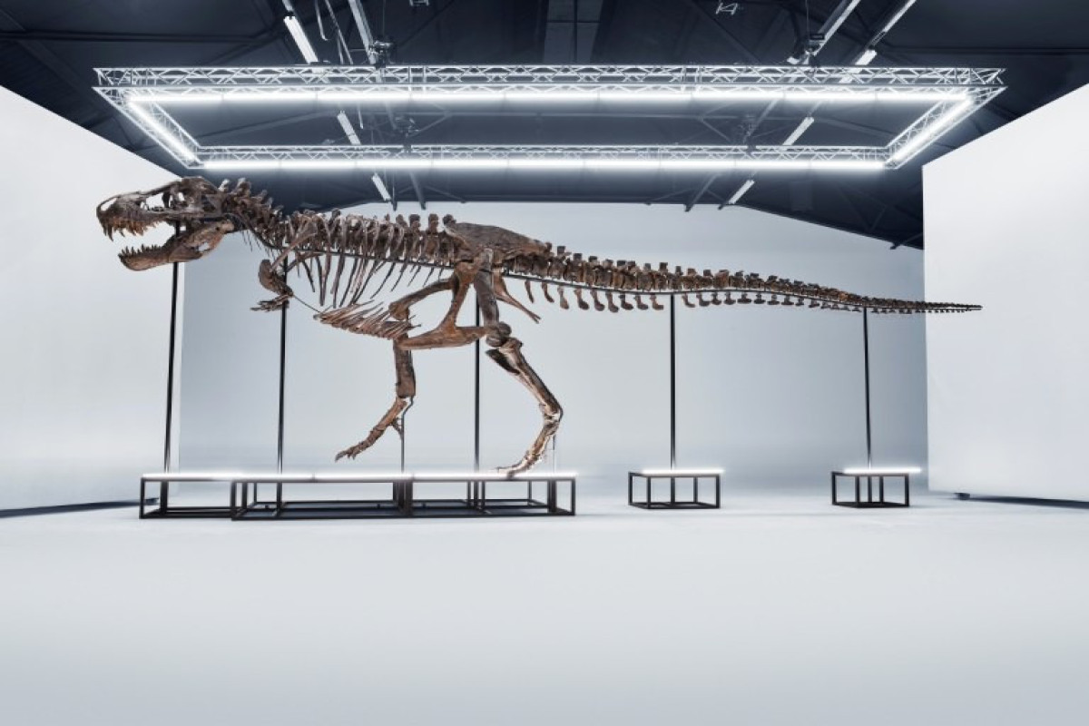 67 milyon illik dinozavr skeleti hərraca çıxarılıb - FOTO 