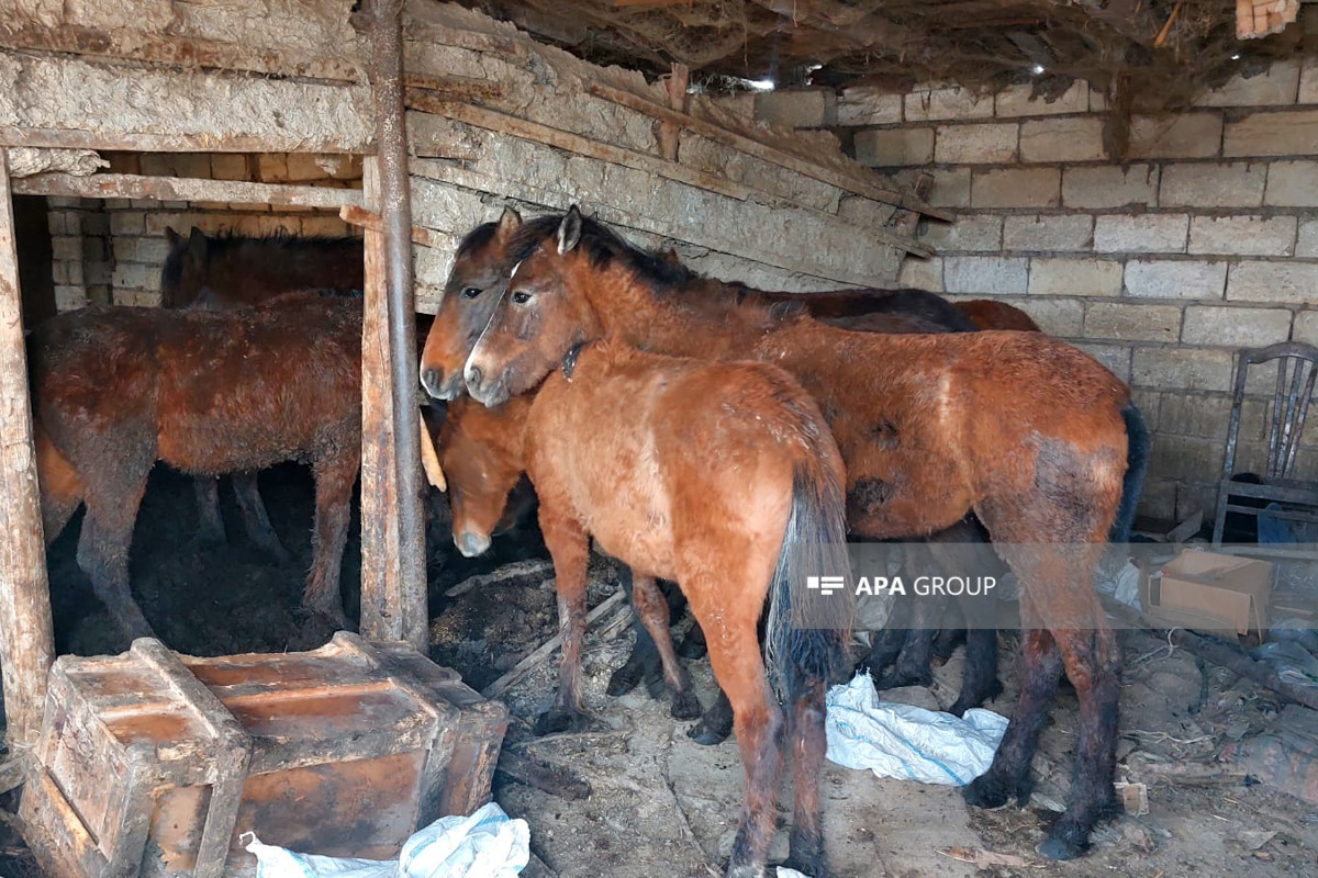 Cəlilabadda at əti satmaq istəyən şəxs saxlanılıb - FOTO 