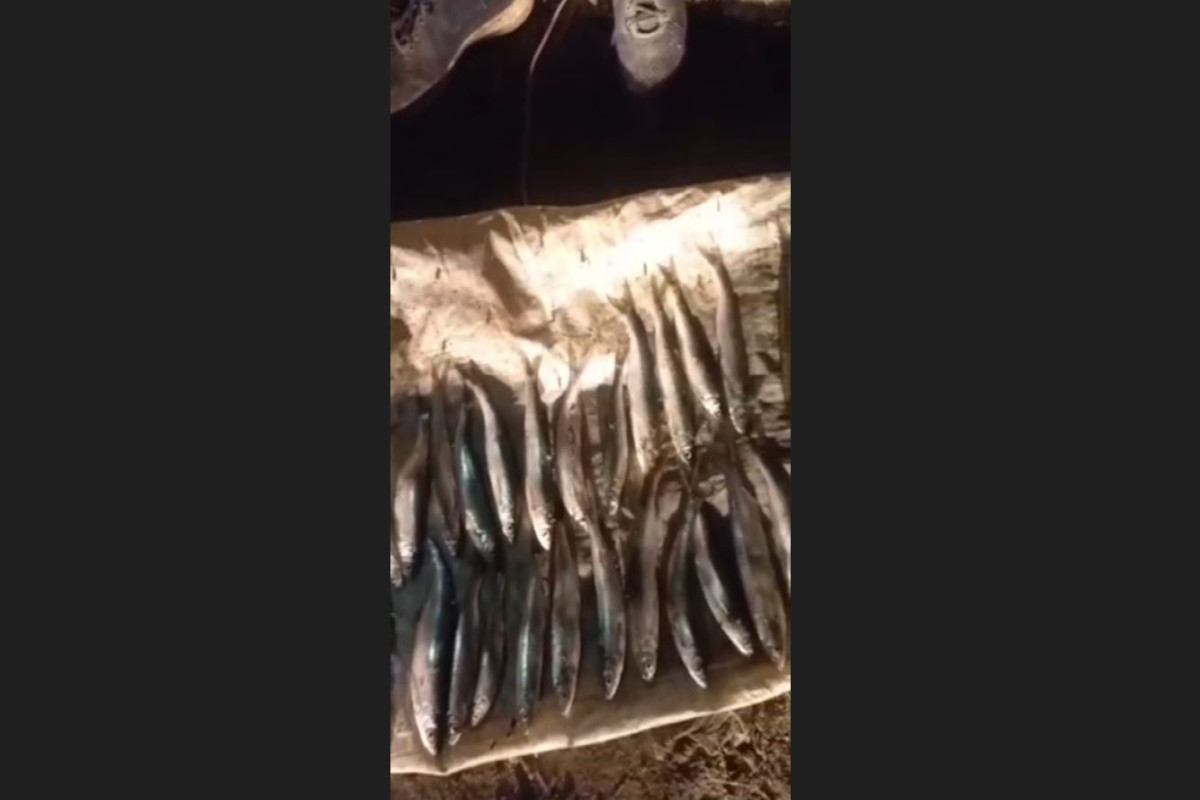 Saatlıda qanunsuz balıq ovu ilə məşğul olan şəxs saxlanılıb - FOTO 