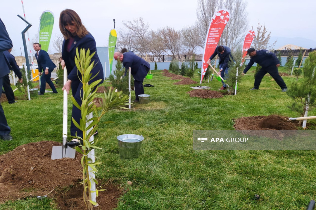 UN officials plant trees in Azerbaijan's Ağdam -PHOTO 