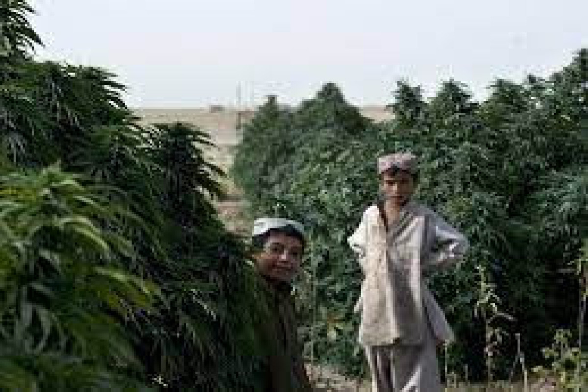Лидер талибов запретил выращивание марихуаны в Афганистане
