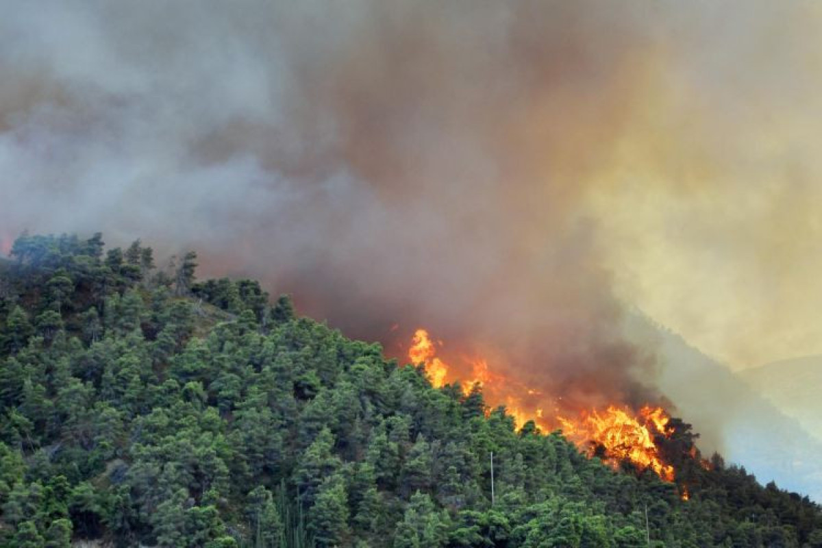 Пожар в Гирканском национальном парке потушен -<span class="red_color">ОБНОВЛЕНО