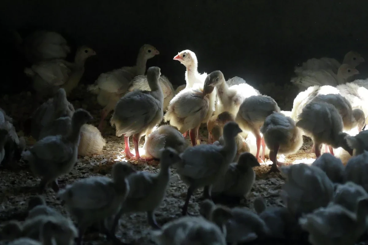 Chilean Ministry of Health confirms human case of bird flu