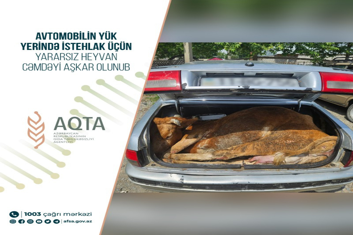 Avtomobilin yük yerində heyvan cəmdəyi aşkarlanıb