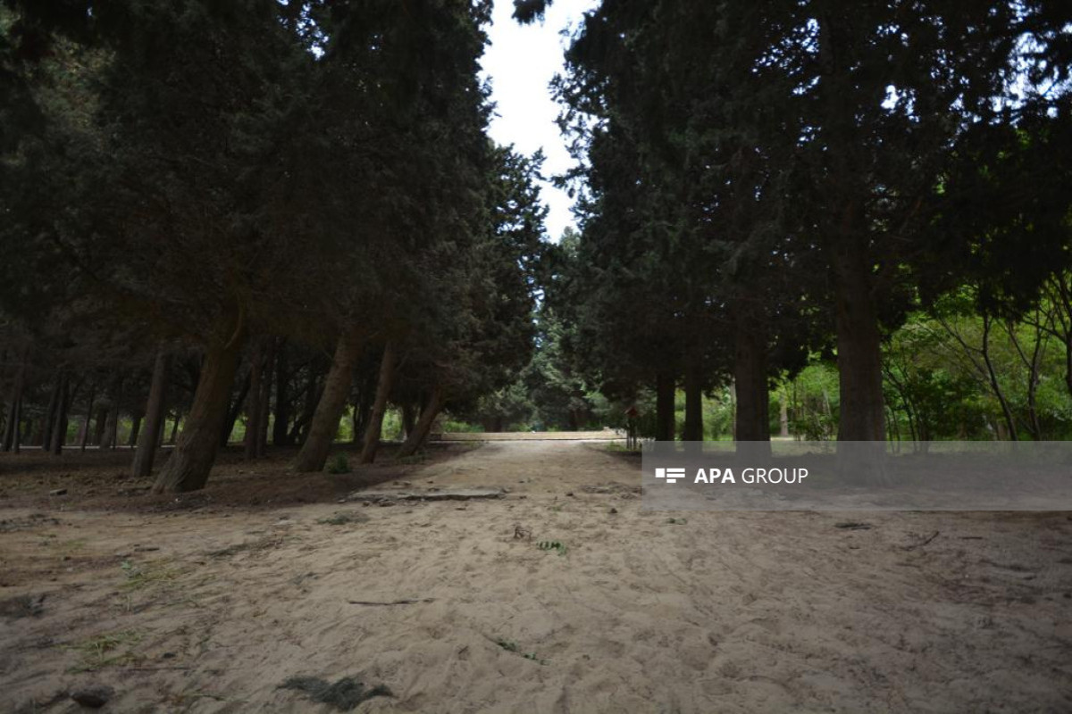 Проведен осмотр Центрального ботанического сада, выявлено, что несколько деревьев высохли от болезней