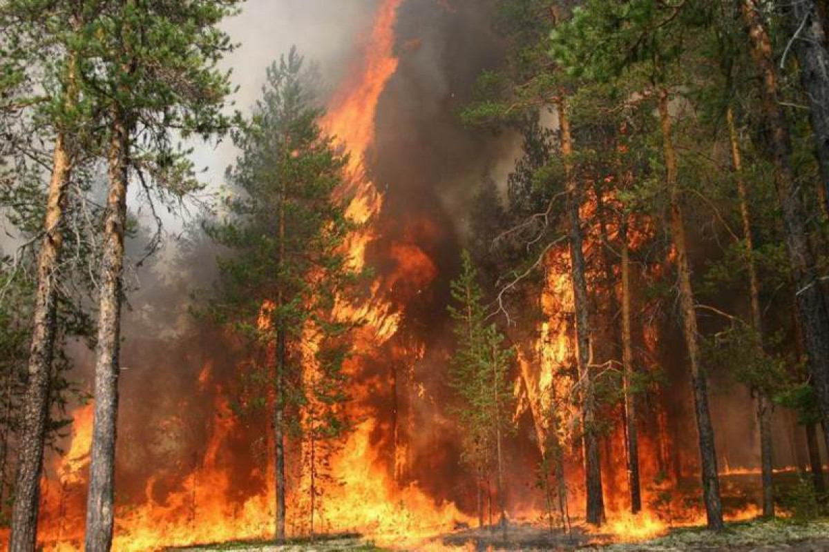 В Канаде бушуют лесные пожары, эвакуируют десятки тысяч человек