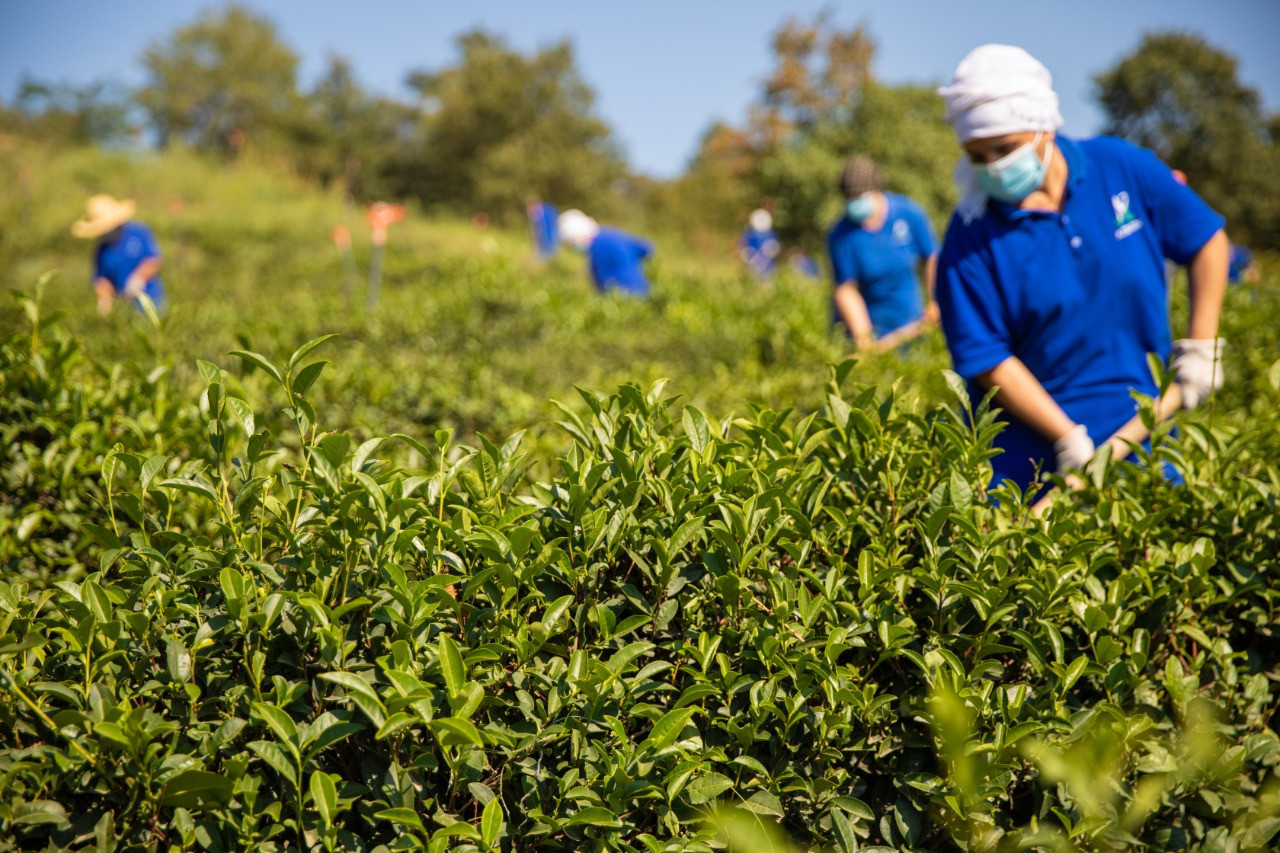 Азербайджан проблемы. Ленкорань чайные плантации. Чайные плантации в Азербайджане. Чайные плантации Дагомыс. Лянкяран Азербайджан чайные плантации.