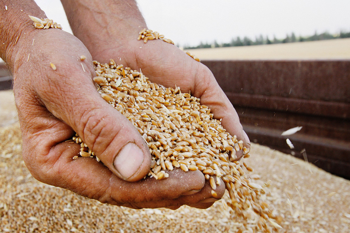 Казахстан намерен ежегодно экспортировать в Китай до 1 млн тонн зерна