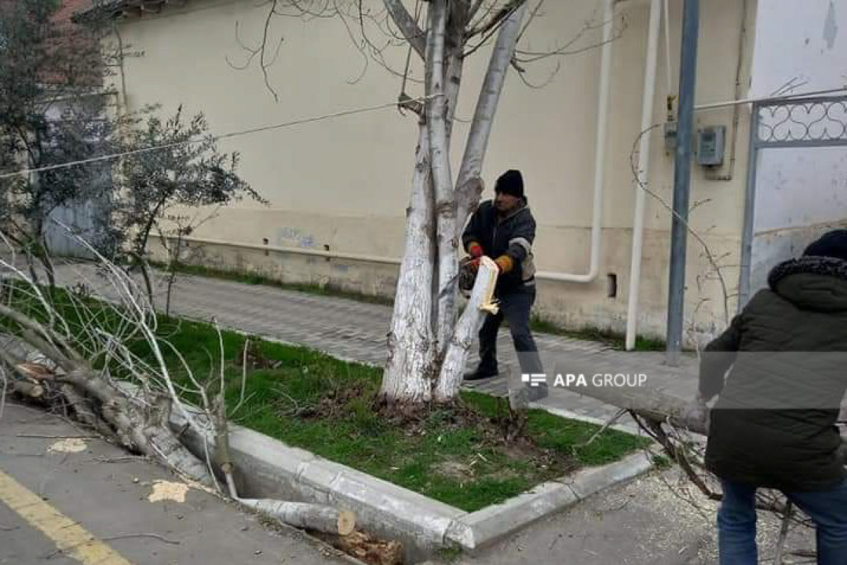 Salyanda güclü külək olub, ağaclar aşıb - FOTO