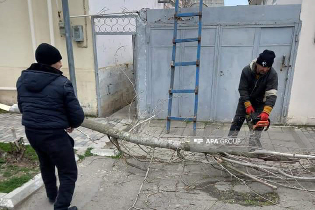 Salyanda güclü külək olub, ağaclar aşıb - FOTO