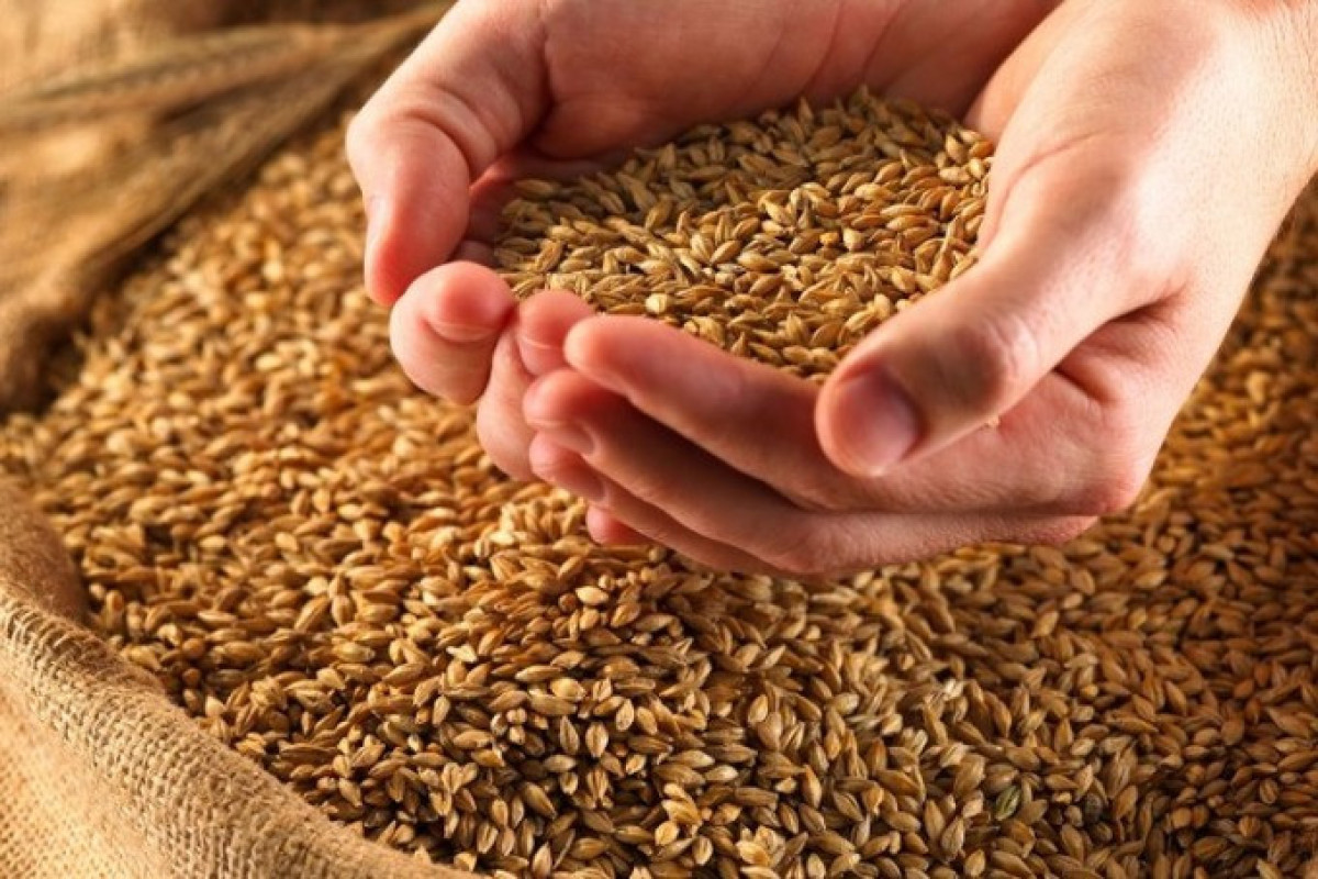 Казахстану предрекли миллиардные убытки в производстве пшеницы