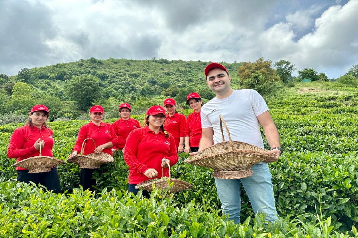 “Azerçay” Beynəlxaq Çay Günü münasibətilə silsilə tədbirlər həyata keçirib - FOTO 