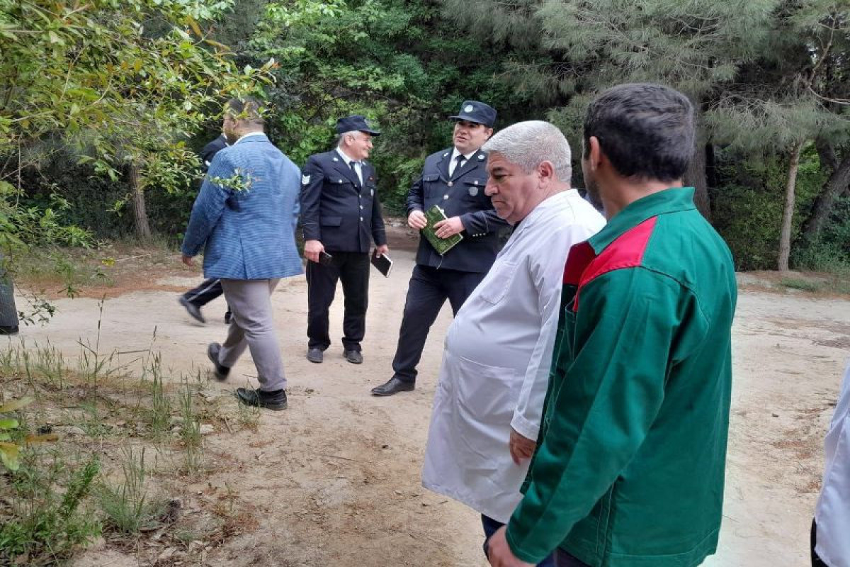 Mərkəzi Nəbatat Bağında monitorinq keçirilib, müalicəsi olmayan ağaclar utilizasiya edilir - FOTO 
