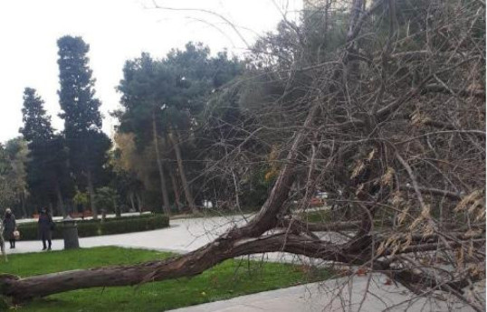 Güclü külək nəticəsində Bakıda 13 ağac sınıb