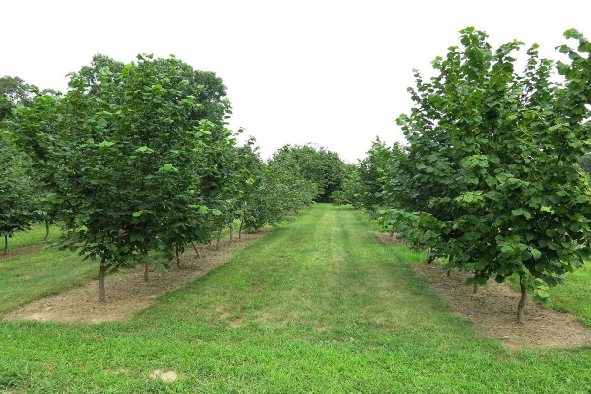 More than 200 hectares of hazelnut orchards planted in liberated territories of Azerbaijan