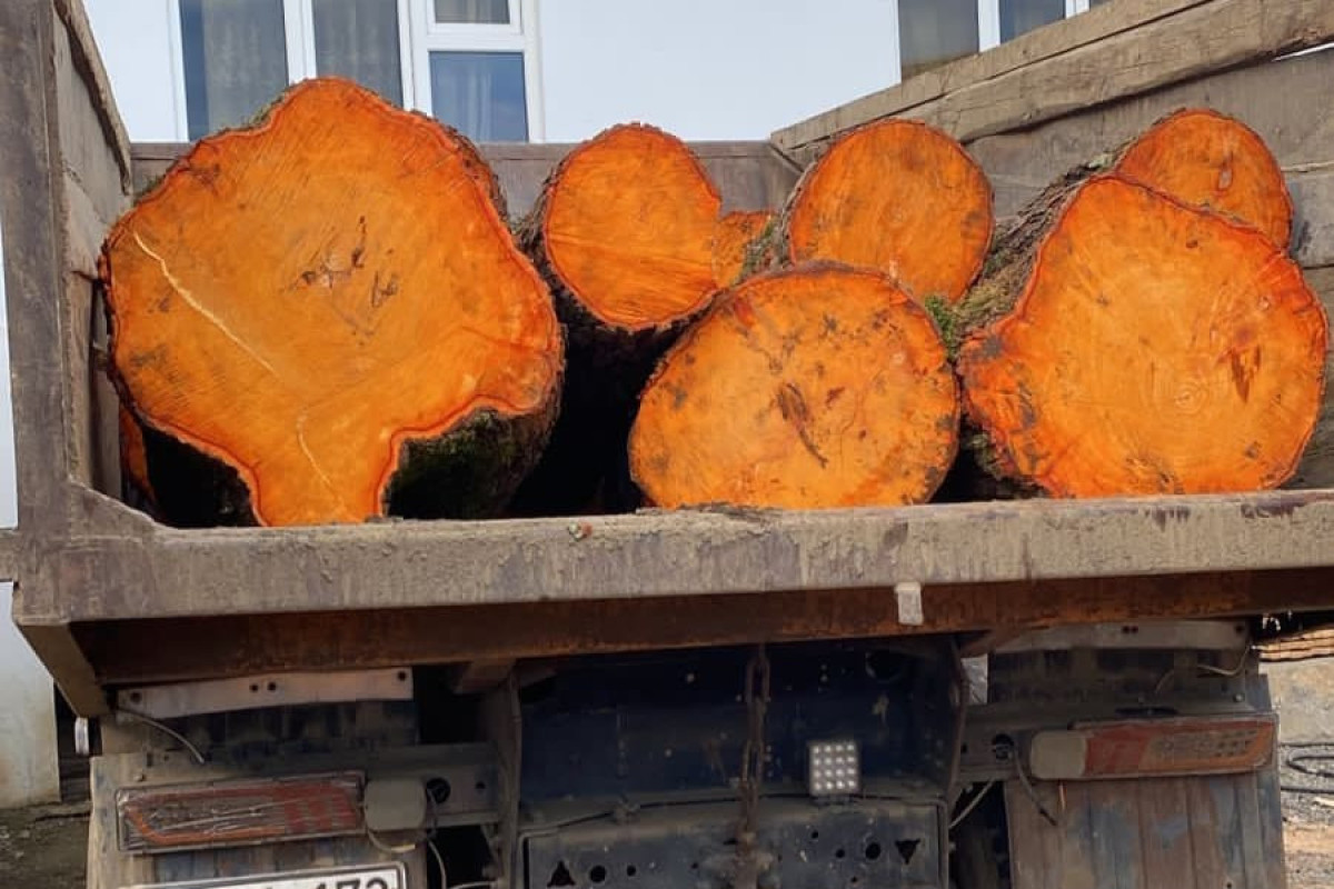 Lənkəranda qanunsuz əldə edilmiş meşə materialları aşkarlanıb