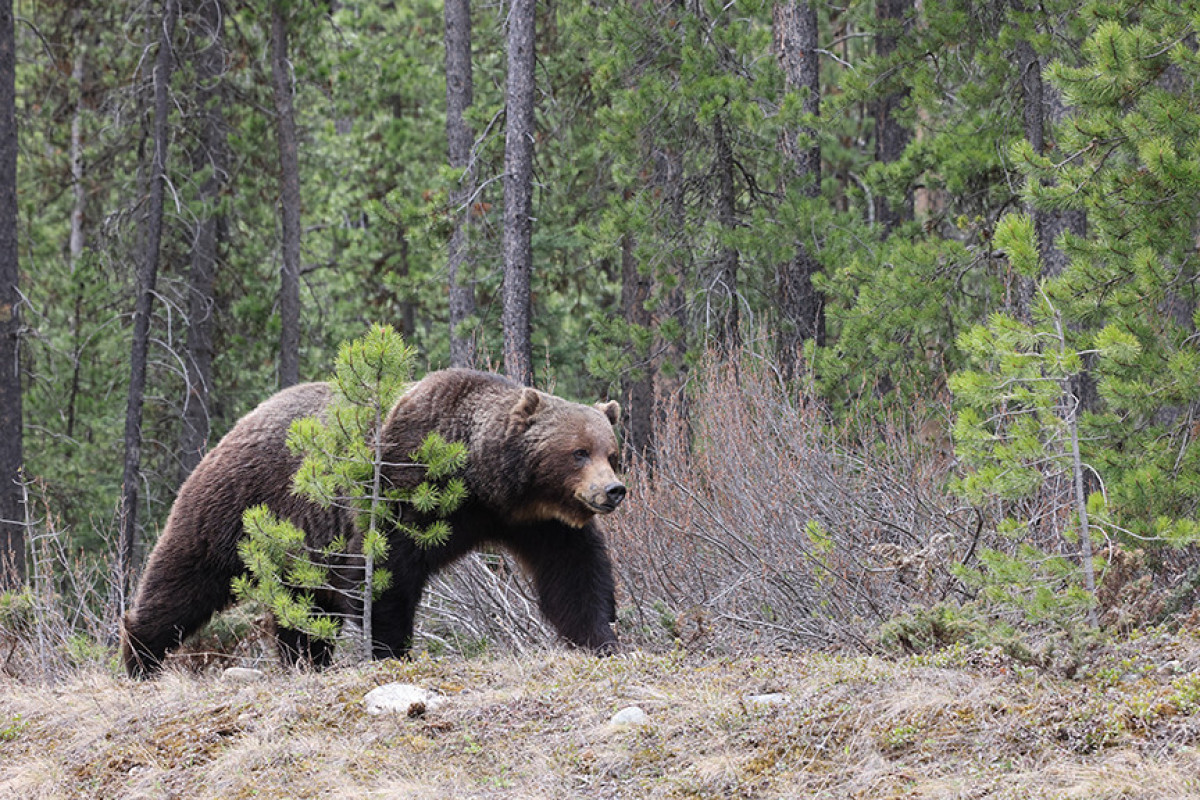 Grizzly bear attack in Canada