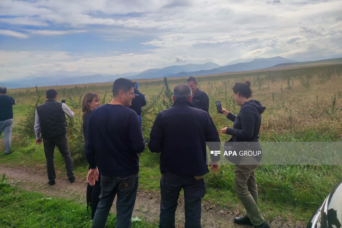 Foreign media reps visit cannabis plantation found in Khojaly -<span class="red_color">PHOTO