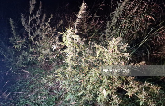 Xocalının daha bir kəndində separatçıların narkotik plantasiyası aşkarlanıb - FOTO  - VİDEO 