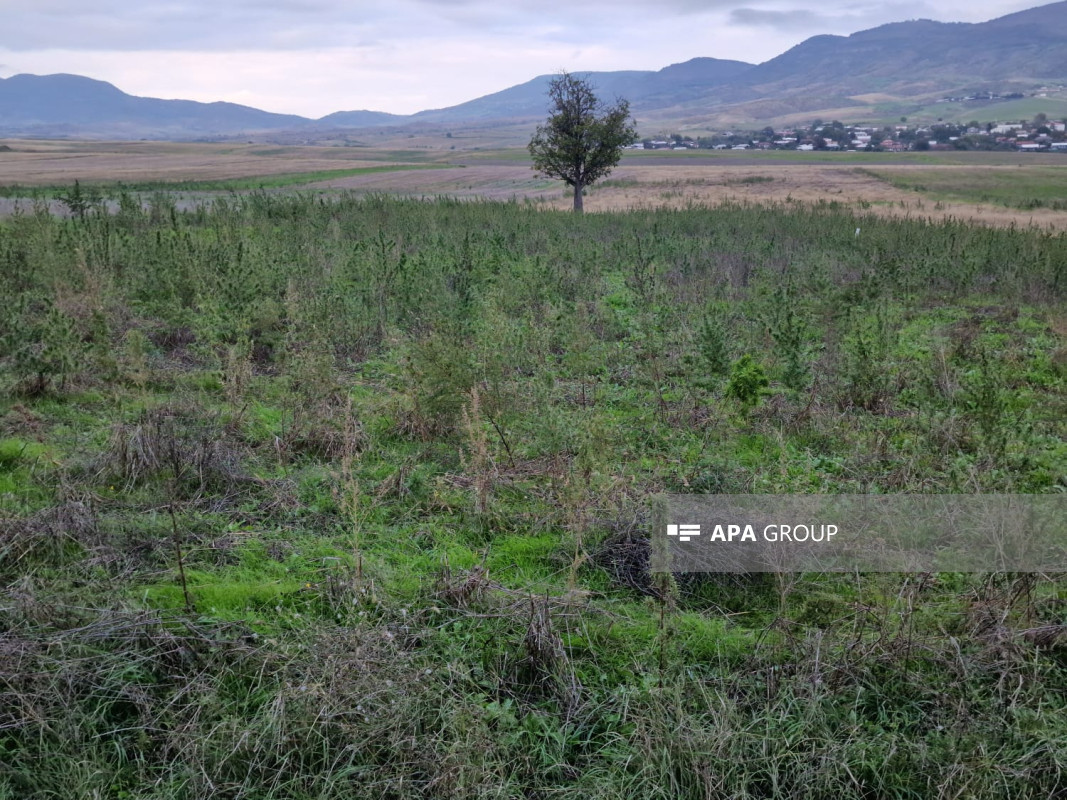 Xocalıda daha bir narkotik plantasiyası aşkarlanıb - FOTO 