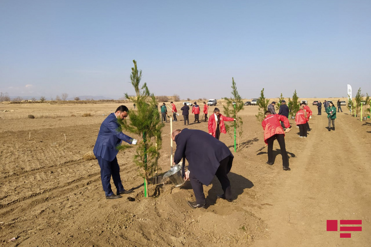 2030-cu ilə qədər meşəsalma işlərinə sərf ediləcək vəsait açıqlanıb