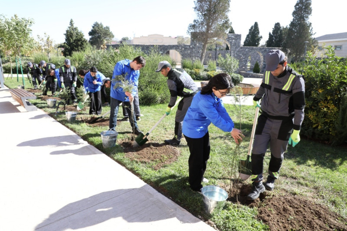 Bakıda ağacəkmə aksiyası keçirilib