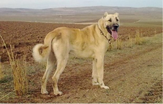 Ceyranbatanda 2 min manatlıq it oğurlanıb
