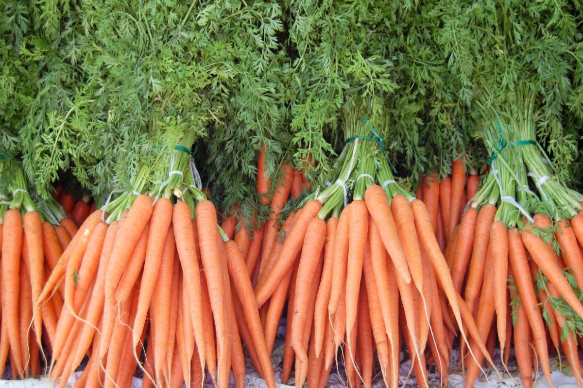 Россия запретила ввоз семян моркови из Армении