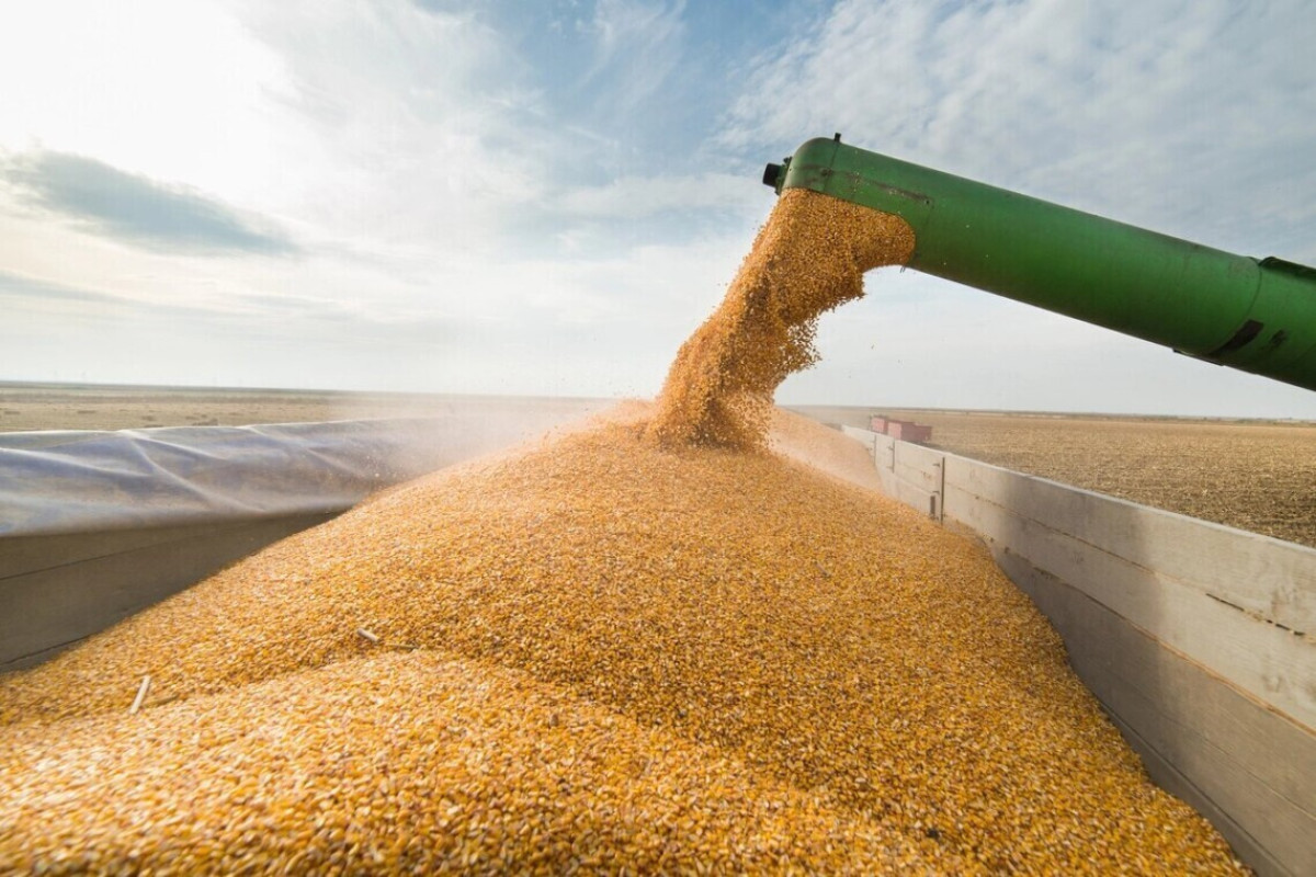 Россия в ближайшее время  начнет безвозмездную поставку зерна в  африканские страны