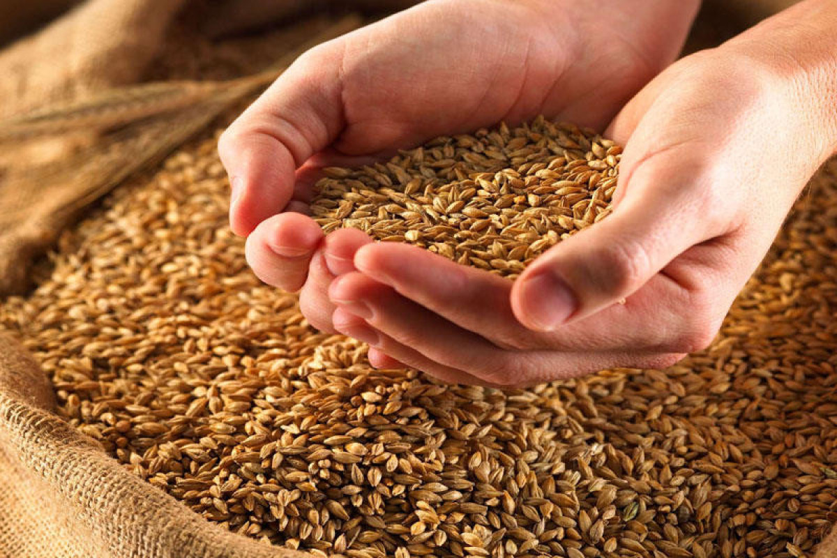 Israel signs wheat cultivation agreements with Azerbaijan, Uzbekistan