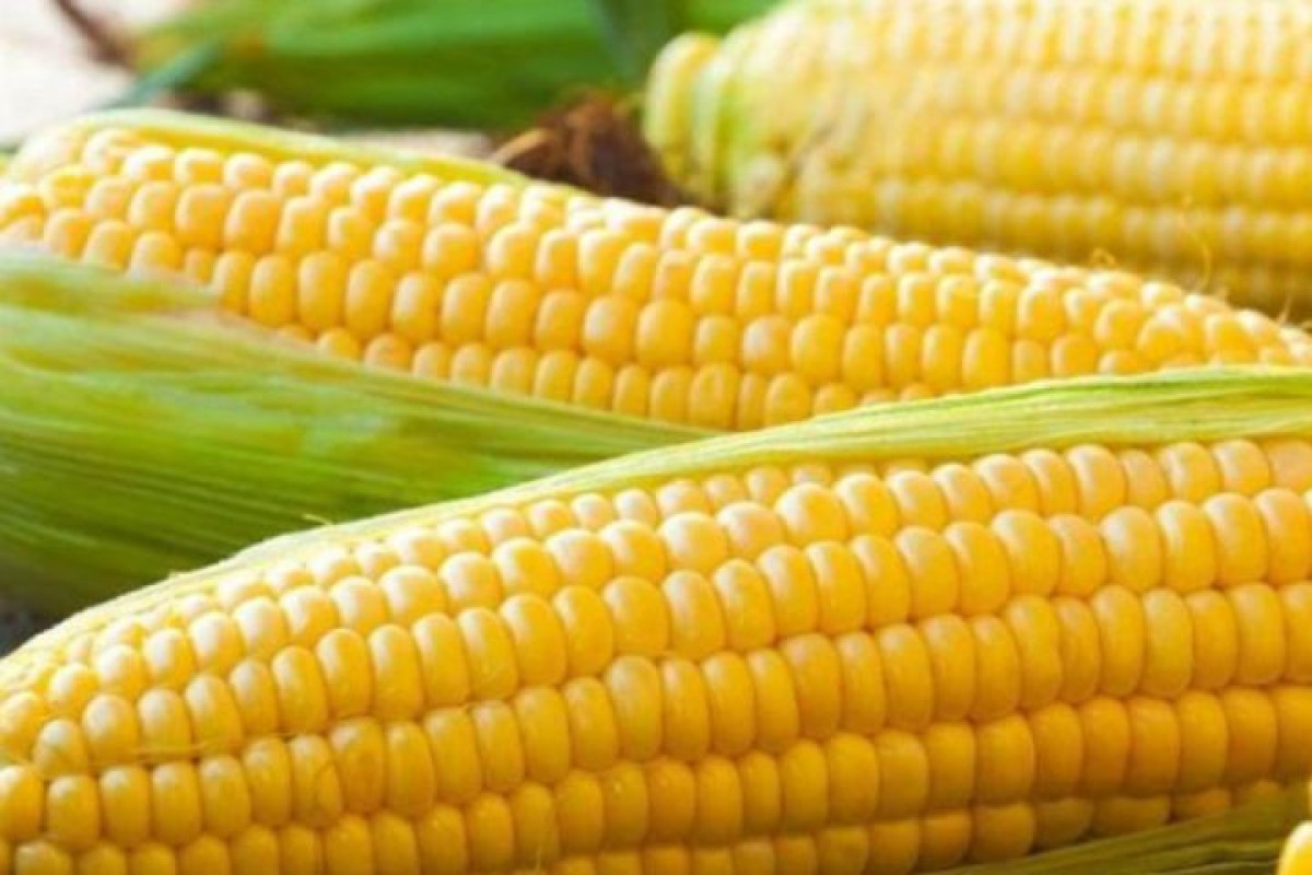 Azərbaycana gətirilən qarğıdalının idxal qiyməti 16%-dən çox azalıb
