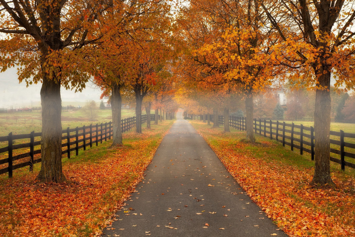 Autumn comes. Валли осень.