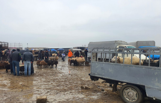 24 heyvan satışı bazarında ciddi nöqsanlar aşkarlanıb