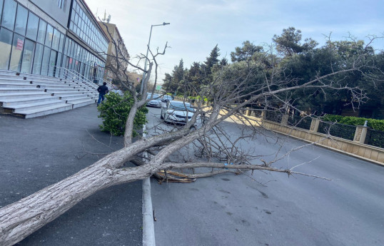 Bakıda güclü külək nəticəsində 20 ağac sınıb - FOTO 