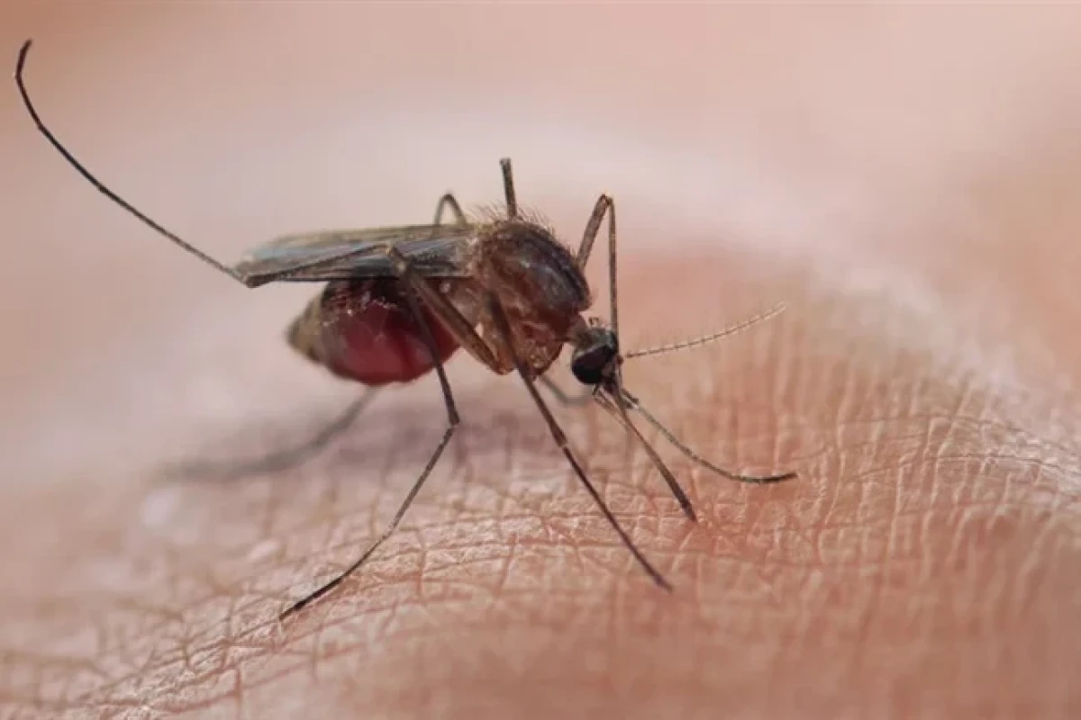 South Africa aims to eliminate malaria by 2028