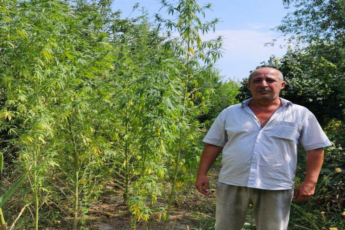 İmişli sakininin həyətindən çətənə kolları və 10 kq-dan artıq narkotik vasitə aşkarlanıb