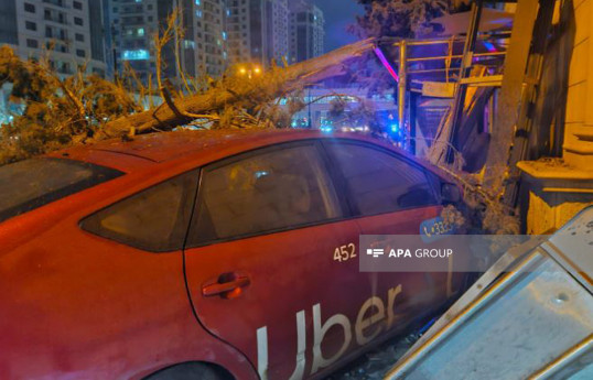 Bakıda “Prius” ağacı kökündən qoparıb - FOTO 