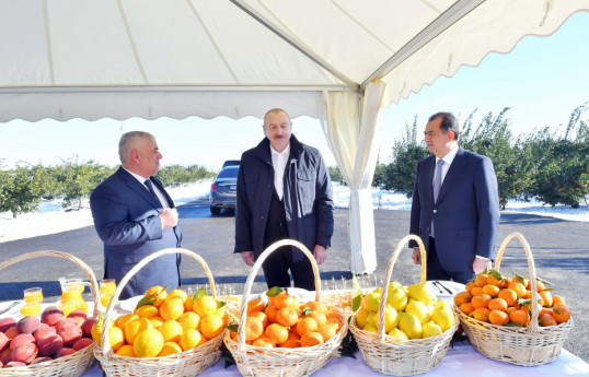 Prezident Lənkərana səfər edib, “Lenk Fruit” MMC-nin sitrus bağında yaradılan şəraitlə tanış olub - YENİLƏNİB 