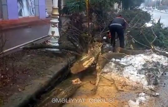 FHN: Güclü qar Lənkəranda fəsadlara səbəb olub - VİDEO  - FOTO 