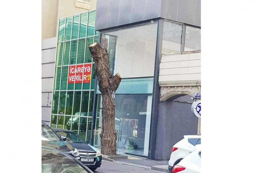 Bakıda budanmış ağacın pöhrələrinin kəsilməsi ilə bağlı hüquq-mühafizə orqanlarına müraciət edilib