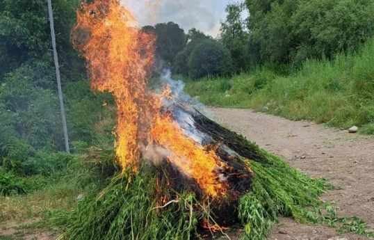 Naxçıvanda 40 tona yaxın yabanı çətənə məhv edilib