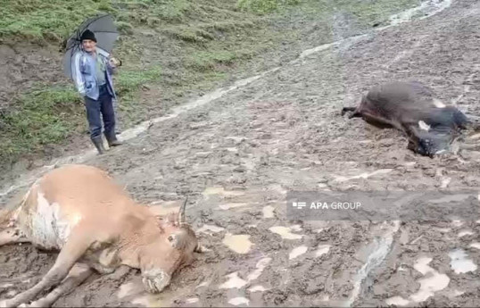 Leysan xarakterli yağış nəticəsində Astarada elektrik dirəkləri aşıb, iki inəyi cərəyan vurub - FOTO  - VİDEO 