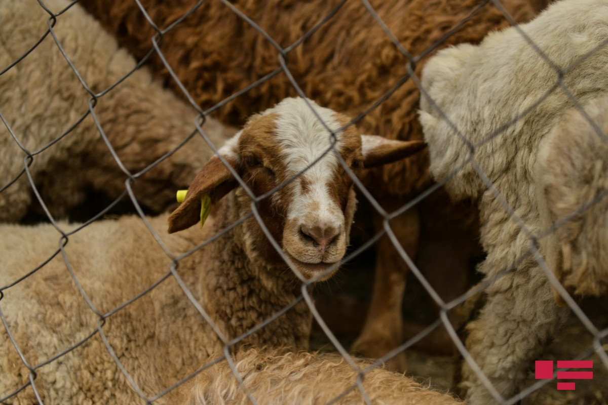 Qurban bayramı günlərində heyvanların satışı və kəsimi xidmətləri göstəriləcək ünvanlar açıqlanıb - SİYAHI 