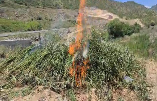 Qubadlıda 2 tona yaxın çətənə bitkisi məhv edilib