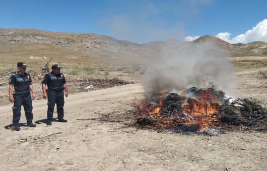Naxçıvanda 74 tona yaxın  çətənə bitkisi məhv edilib