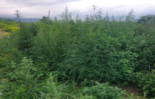 Xocalıda yabanı halda bitən 3958 kq çətənə bitkisi məhv edilib