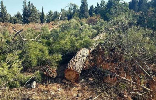Bakıda 10 şam ağacı kəsilib, araşdırma başlanıb