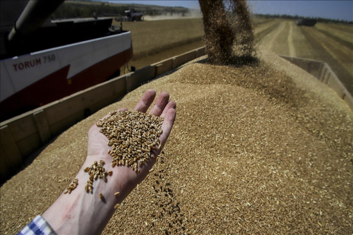 Russia maintains dialogue with UN on grain export memorandum — Foreign Ministry