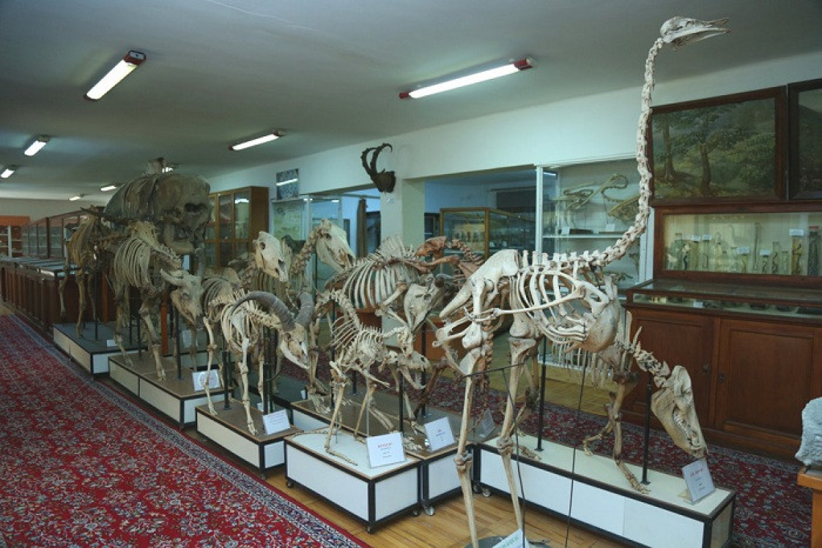Təbiət Tarixi Muzeyi Elm və Təhsil Nazirliyinin tabeliyinə verilib