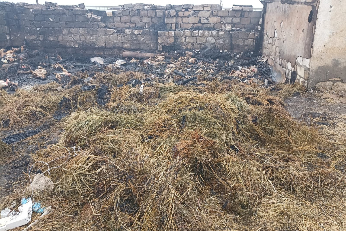 Goranboyda  fermanı yandıraraq 230 baş xırdabuynuzlu heyvanı tələf edən şəxslər saxlanılıb - FOTO 